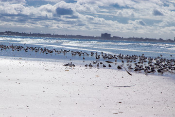 Flock of birds on beach