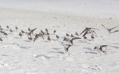 Flock of birds on beach