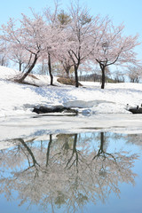 湖面に映る雪上桜