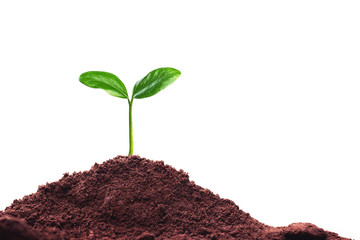 Seedlings that grow on the ground separate from the white background.