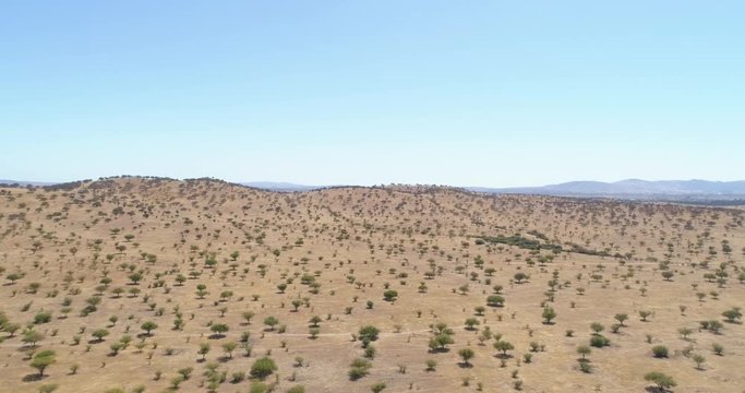 Aerial image of a desert with many trees. 4K.