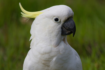 Face of a Sulfur Crested Cocaktoo