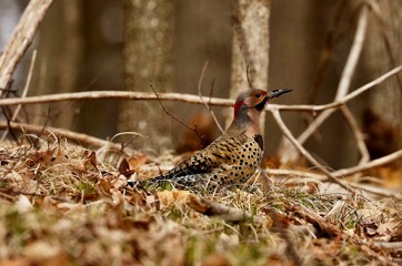 The northern flicker or common flicker is a medium-sized bird of the woodpecker family.  Is one of the few woodpecker species that migrate.

