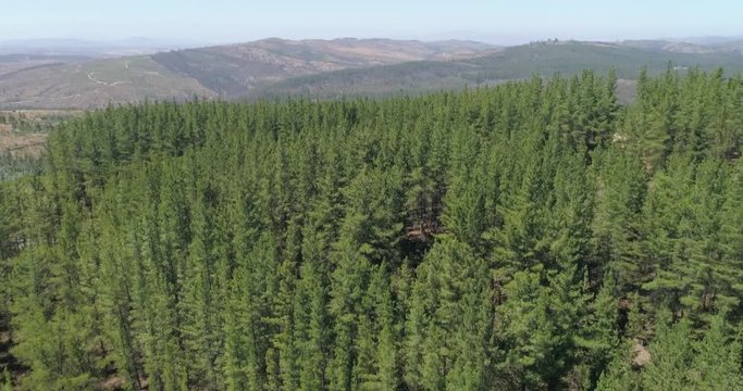 Beautiful image over the tops of pine forest. Aerial view. From above. Chile, South America. 4K.