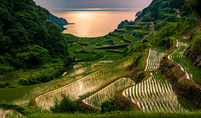 Evening view of rice terraces by the sea