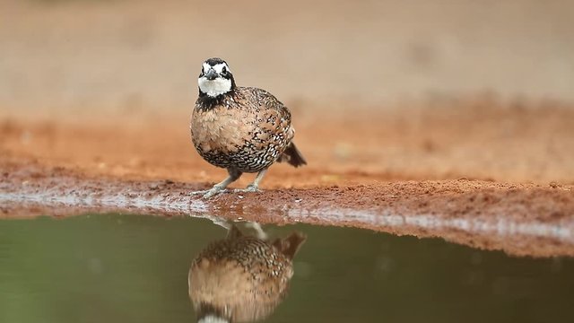 Male Bobwhite Quail drinking at a pond in Texas, USA