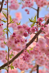 満開の八重桜