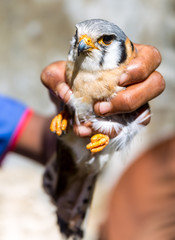 falcon bird in hand high in caribbean mountains of the dominican republic.