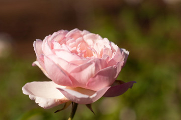 Pink rose in garden in Florida