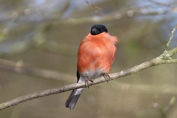 Eurasian bullfinch sits on the branch. Male songbird in the nature habitat. Pyrrhula pyrrhula . Wildlife scene from nature. The Eurasian bullfinch, is a small passerine bird in the finch family