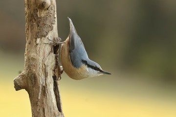 Eurasian nuthatch (Sitta europaea) sits on the strain. nuthatch in the nature habitat. Wildlife scene from spring forest.