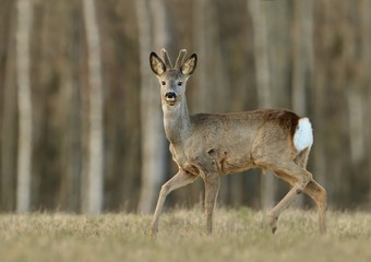  Spring in the nature. Roe deer, Capreolus capreolus, cute mammal grazing on the  meadow in the morning. Face portrait of rare hunting trophy animal.