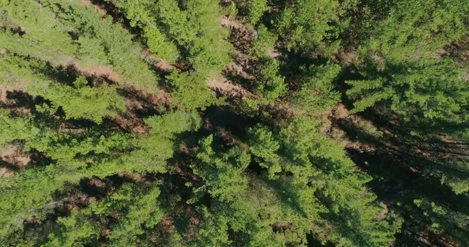 Beautiful image over the tops of pine forest. Aerial view. From above. Chile, South America. 4K.
