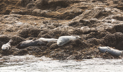 Harbor Seals sleeping on rocks