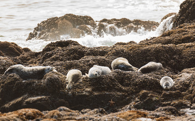 Harbor Seals resting on rocks surrounded by water