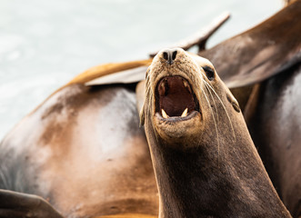 Closeup of a Sea Lion facing camera with mouth open