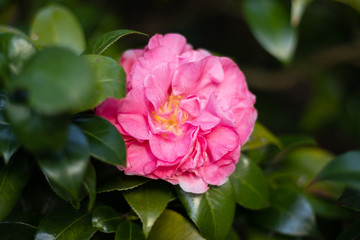 Close up of flower and plants