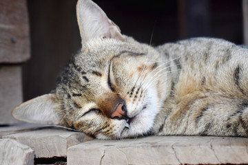 Naklejka premium Close up of Gray cat sleeping on old wooden