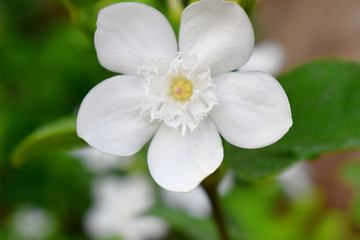 Obraz na płótnie Canvas Beautiful white flower with blurred background