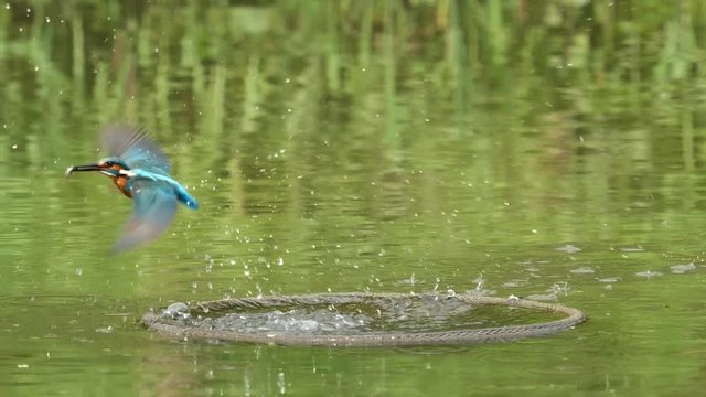 Close up of bird Kingfisher (Alcedo atthis) diving into water, catch a fish and fly away, super slow motion footage.	