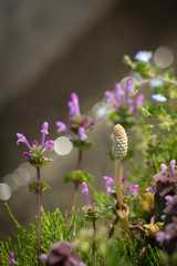 土筆と春の野草が咲く風景
