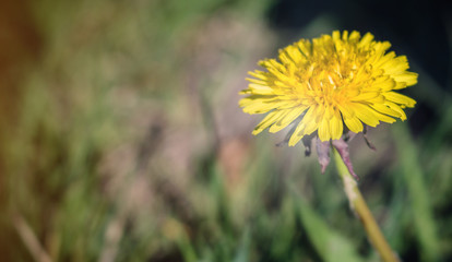 Close up of bright yellow dandelion flower in the meadow. Macro shot of Taraxacum officinale. Blooming season in spring, blurred background, copy space for text. 
