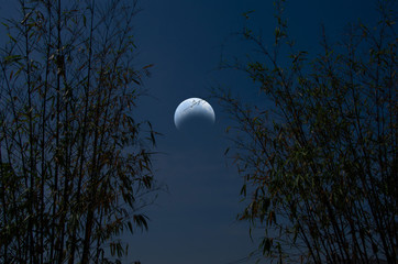 Waning moon with bamboo forest in crescent night