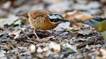 Beautiful adult female Eared pitta, low angle view, side shot, foraging in the morning on the ground covered with dry leaf in nature of tropical forest, national park in the jungle of Thailand.
