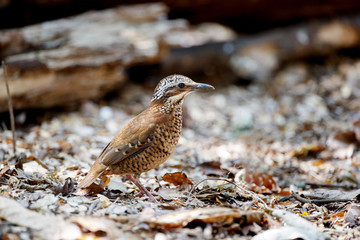 Beautiful adult female Eared pitta, low angle view, side shot, foraging in the morning on the ground covered with dry leaf in nature of tropical forest, national park in the jungle of Thailand.