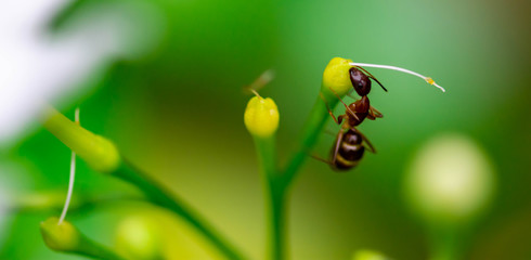 Macro shot of a large ant while on a leaf