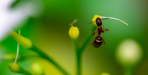 Macro shot of a large ant while on a leaf