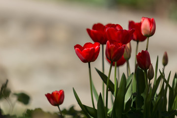 Tulipanes