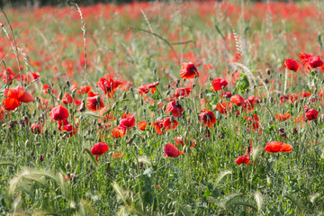 Poppy field. Flowers background. Beautiful field of red poppies.