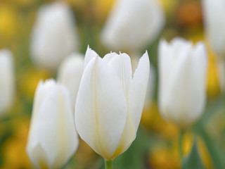 チューリップ畑