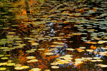 Fall colors and lily pads at VanDusen Botanical Garden- Vancouver BC
