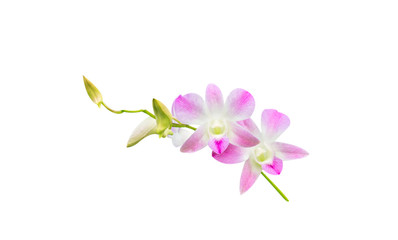 Beautiful orchid isolated on white background.