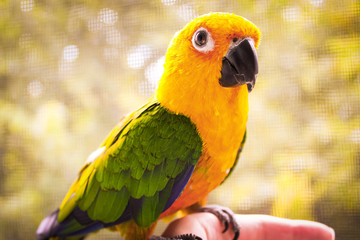 Beautiful exotic sun conure parrot sitting on a finger on a bright background