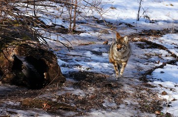 The coyote is a species of canine native to North America. It is smaller than its close relative,...