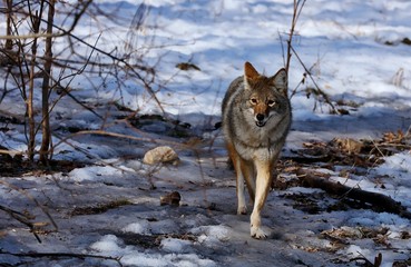 The coyote is a species of canine native to North America. It is smaller than its close relative, the gray wolf, and slightly smaller than the closely related eastern wolf and red wolf.

