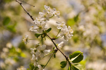 Beautiful blooming apple tree branch