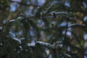 Snow in a pine tree