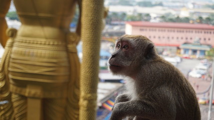 Mono sentado mirando hacia el costado con estatua dorada