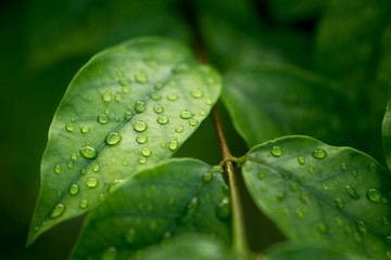 Green leaf with water drops