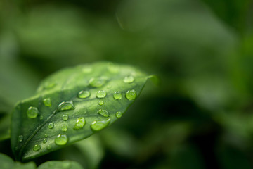 Green leaf with water drops