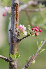 The bark beetle ruined the trunk of a young apple tree. Insect pest kills plant. Selective focus, blurred background.