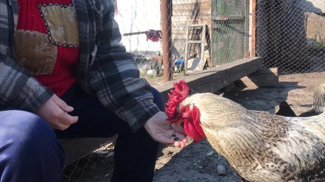 Close-up of domestic cock eating sunflower seeds from old female Caucasian hand outdoors. Unrecognizable woman feeding poultry on the yard. Farming, rural lifestyle, sunny day.