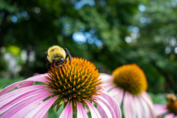 Bumblebee on a pink orange coneflower in a garden