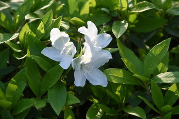 Azalea (Rhododendron) flowers / Ericaceae plants bloom from April tu May.