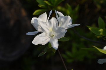 Azalea (Rhododendron) flowers / Ericaceae plants bloom from April tu May.