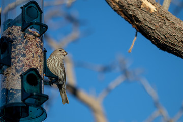 female house finch at the bird feeder